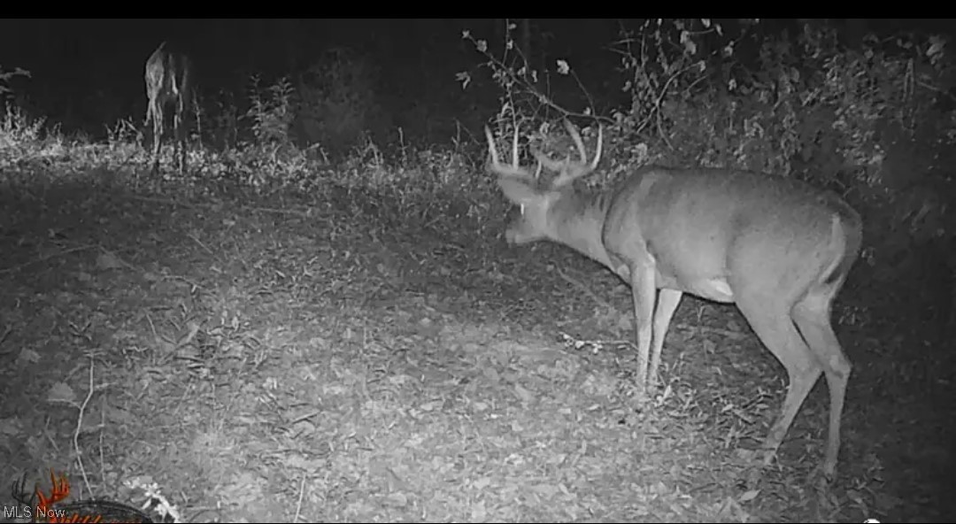3156 Lake Road Fleming, OH 45729 - Photo 5 of 22 Wildlife seen on property