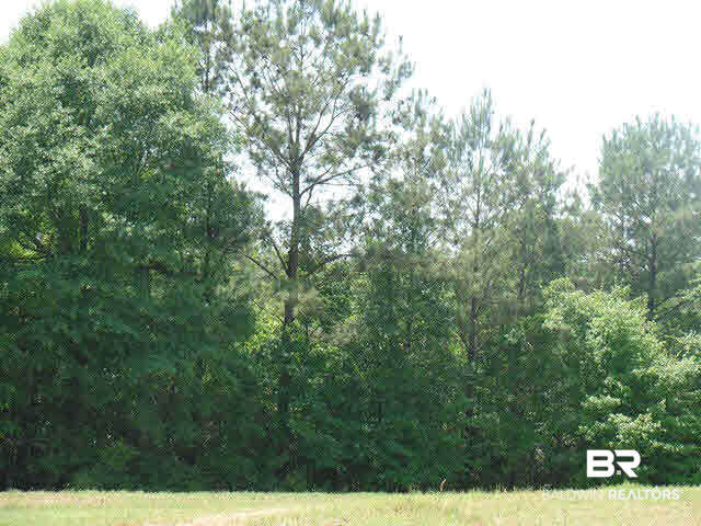 500 County Road 462 Kinston, AL 36453 - Photo 7 of 25