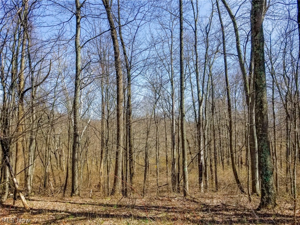 17805 Early Cemetary Road Kimbolton, OH 43749 - Photo 10 of 30 View of local wilderness