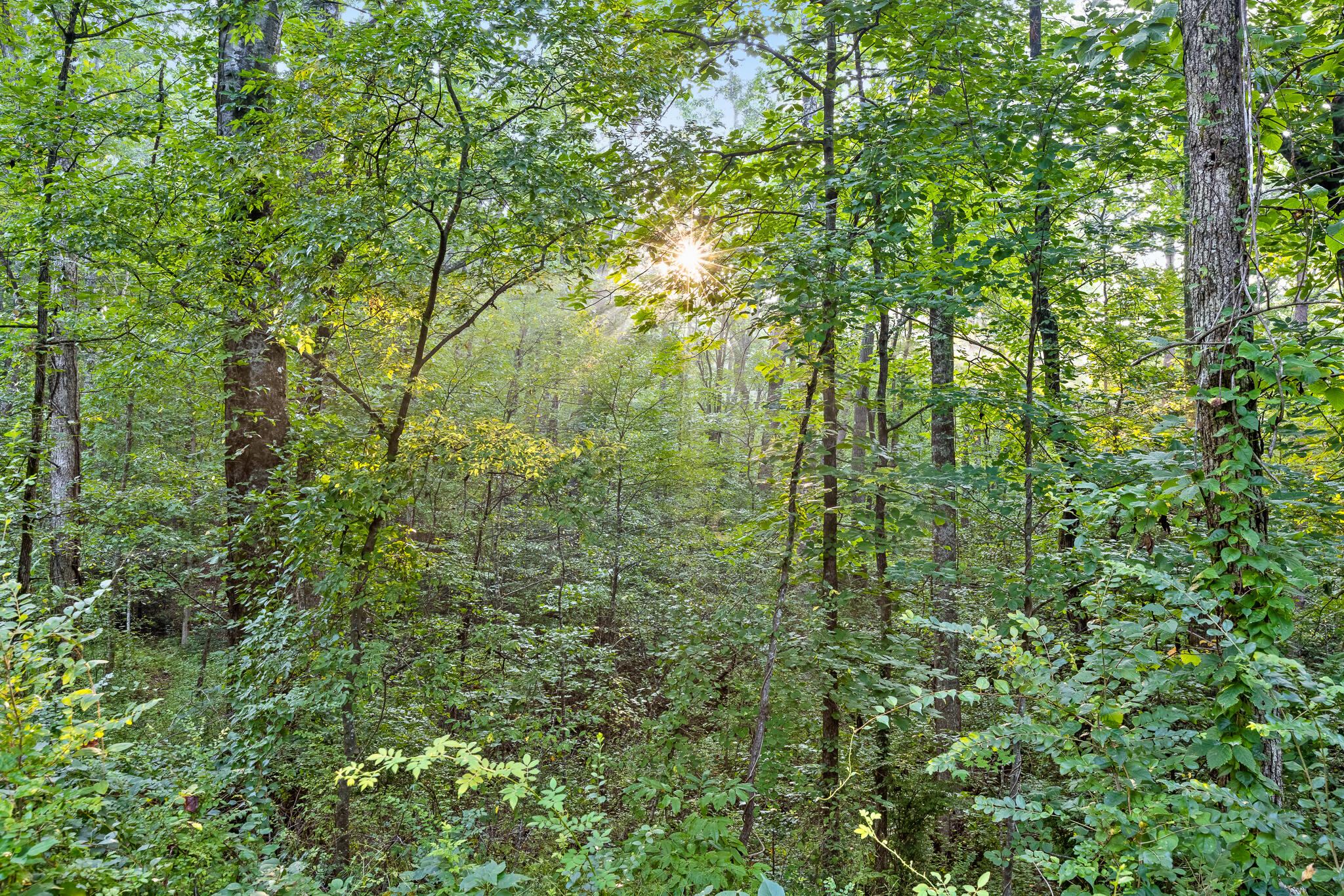 2432 Corral Road Signal Mountain, TN 37377 - Photo 54 of 62 Acreage