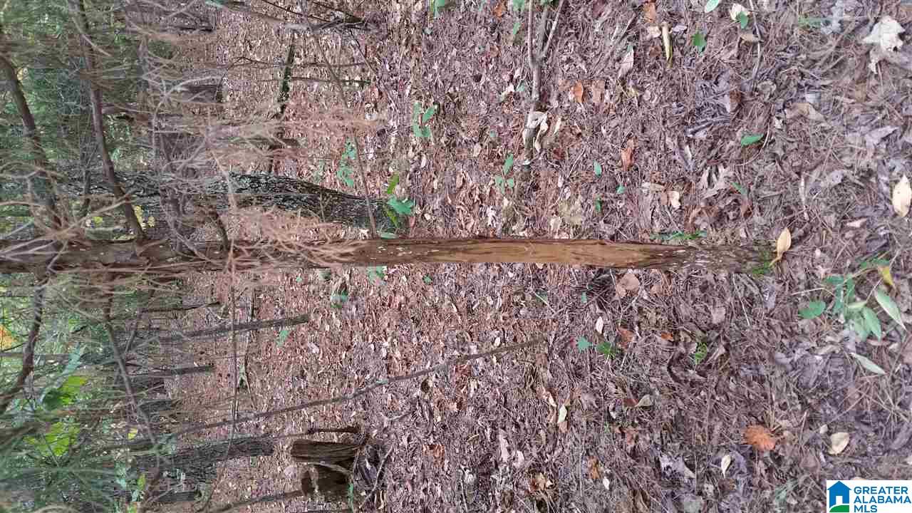 793 County Road Centre, AL 35960 - Photo 28 of 32