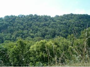 Tbd Bee Cliff Road Elizabethton, TN 37643 - Photo 9 of 9 Photo 9