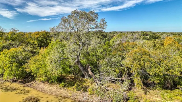 a view of a large yard with plants and large trees