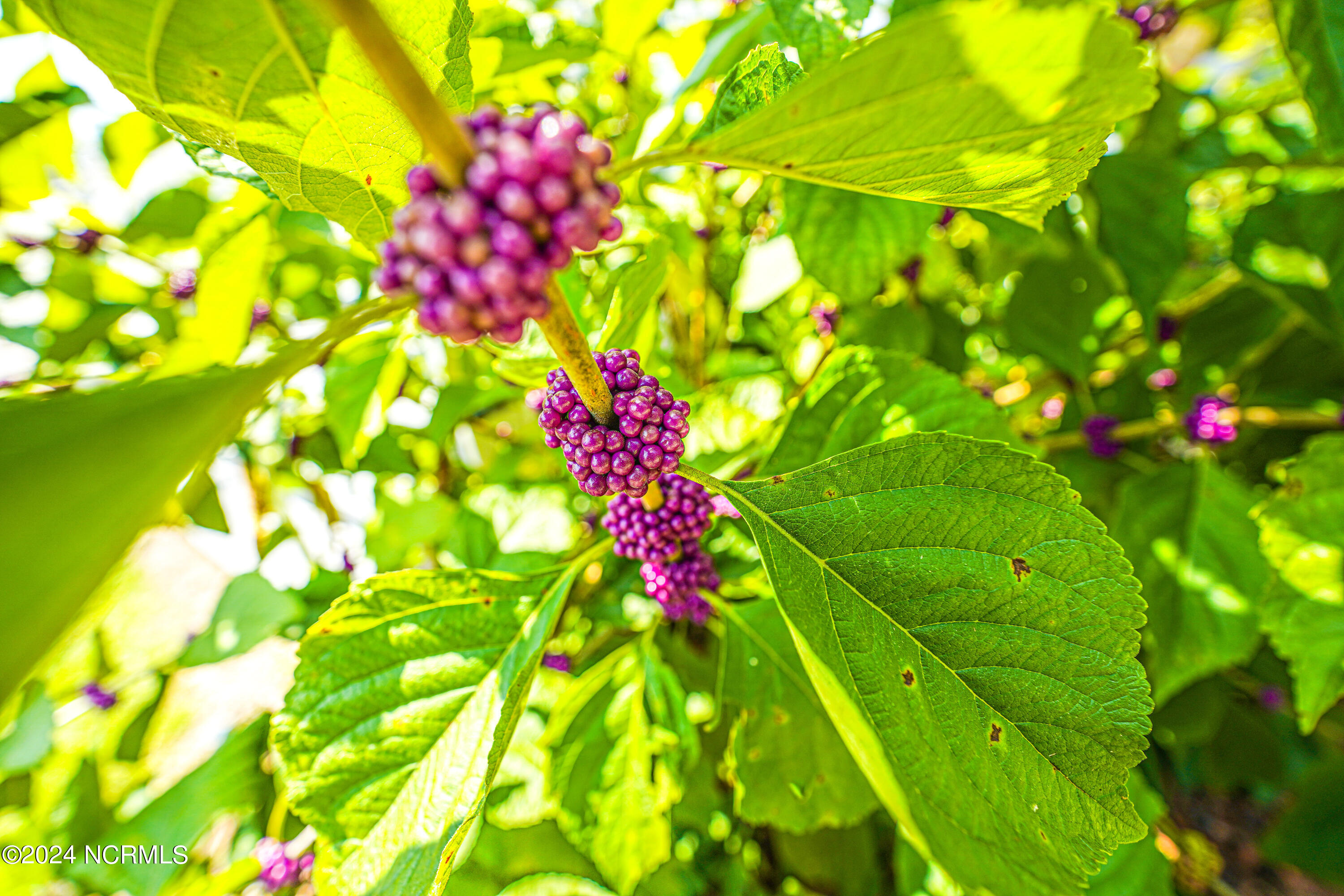 101 Elizabeth Drive Elizabethtown, NC 28337 - Photo 76 of 88 90-DSC00150