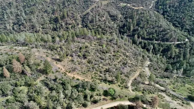 a close up of a plant with a yard