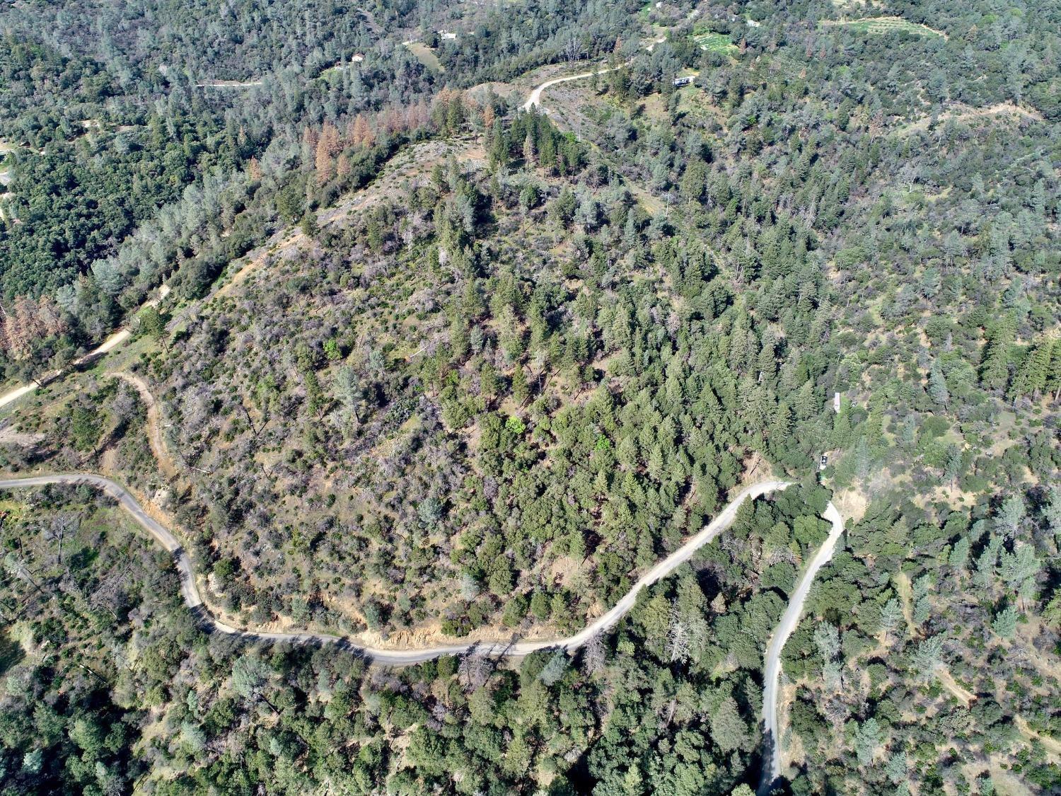 0 Th Road Oroville, CA 95965 - Photo 17 of 31 a close up of a plant with a yard