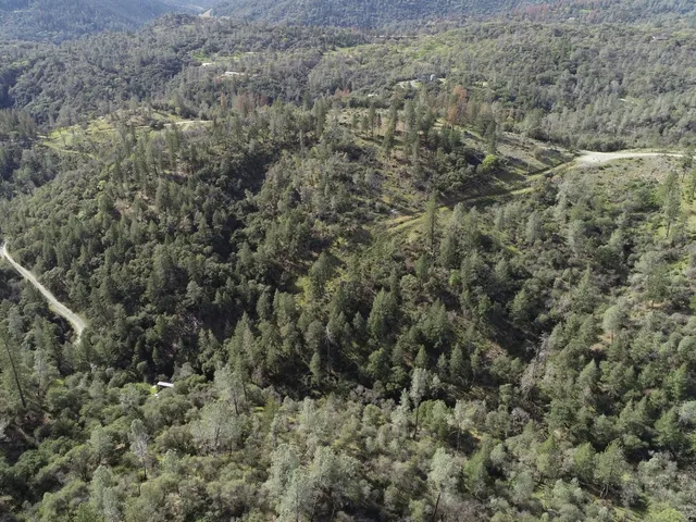 a view of a forest with trees in the background