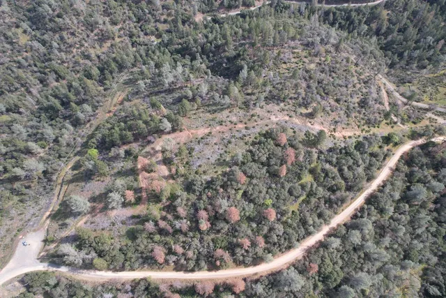 a view of a forest from a window