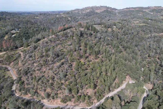 a view of a forest with a mountain in the background