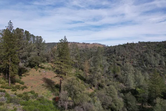 a view of a forest with trees