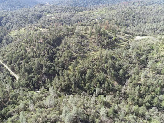 view of a forest with a tree