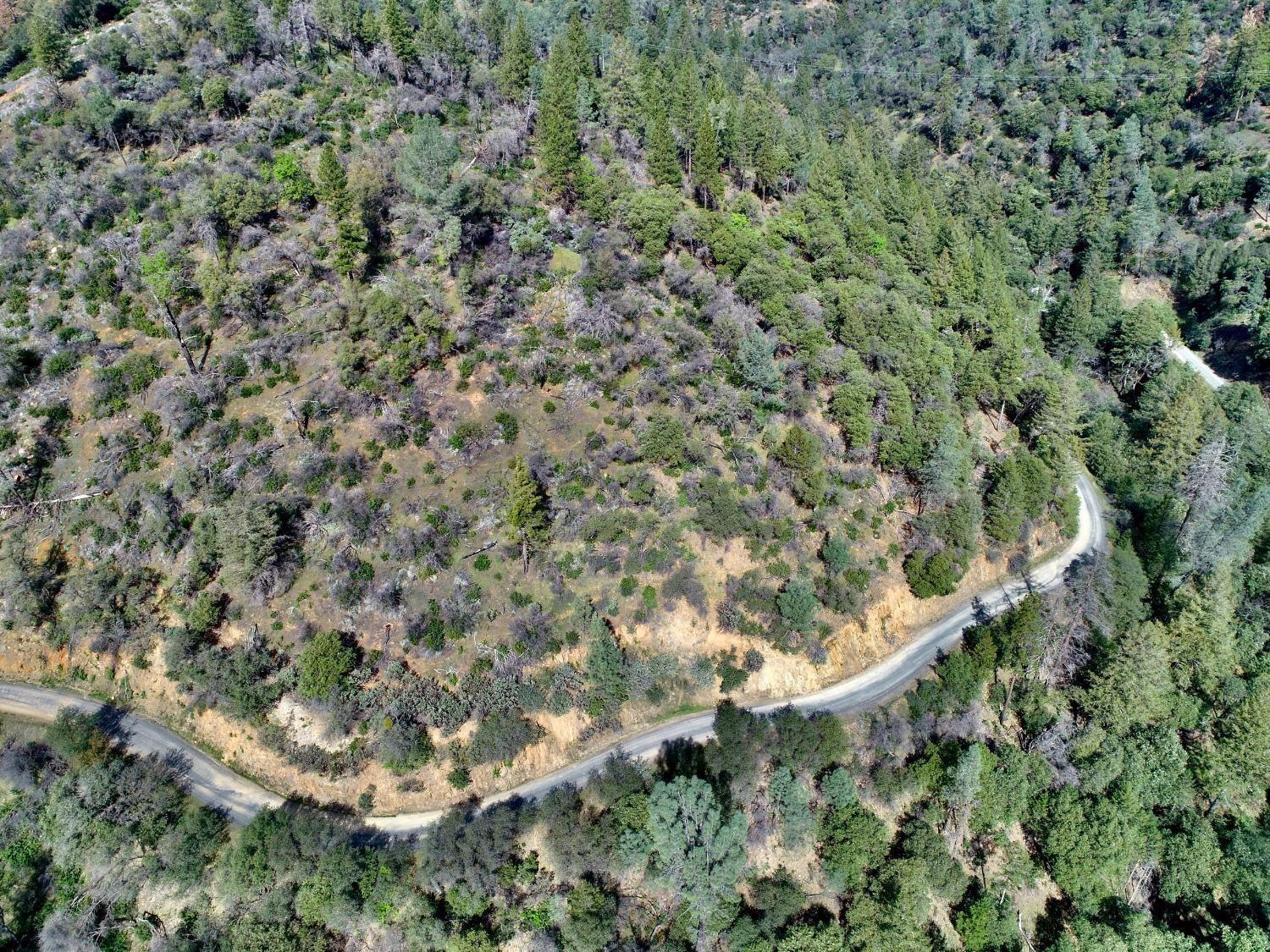 0 Th Road Oroville, CA 95965 - Photo 10 of 31 view of a forest with a tree