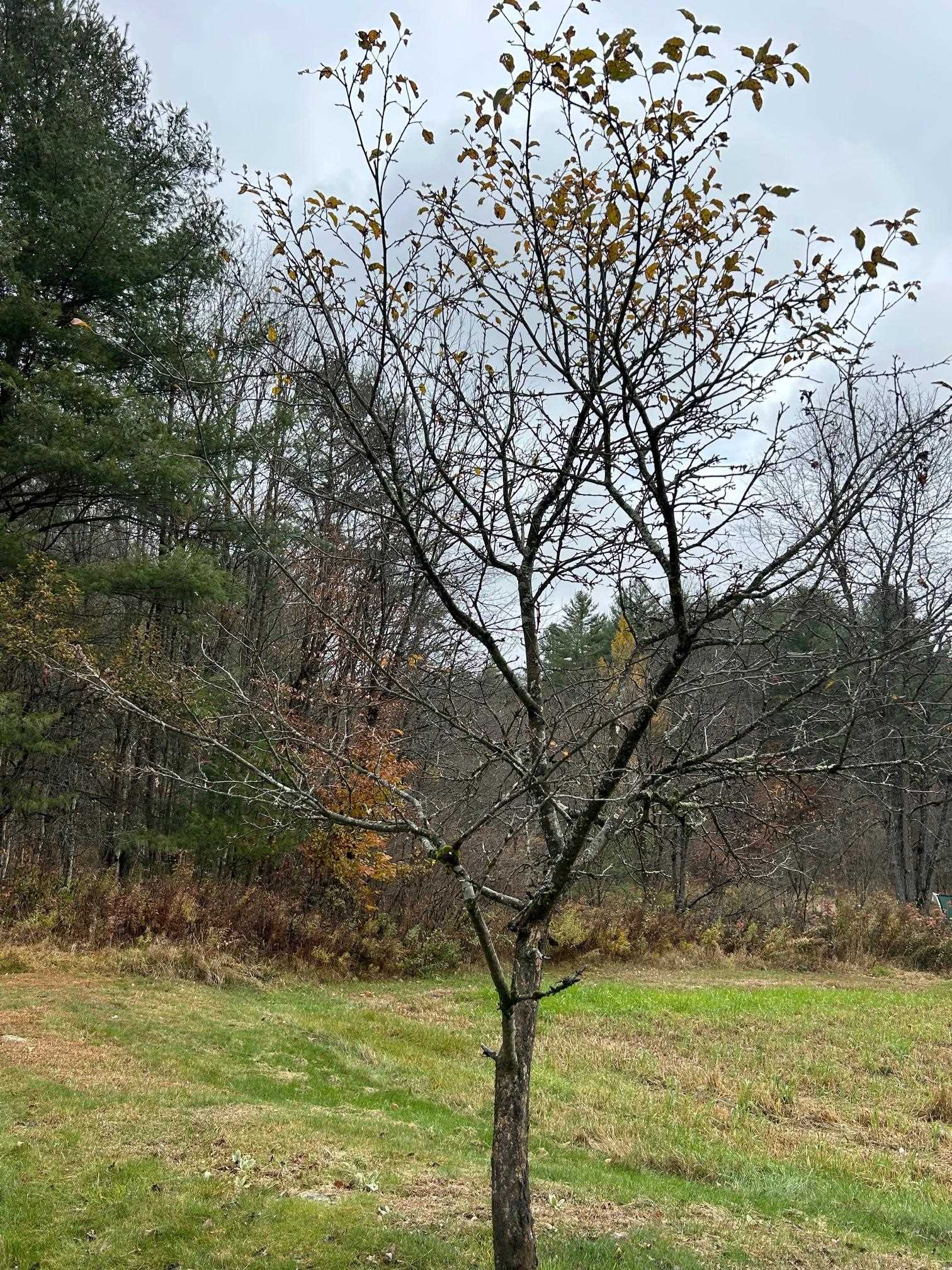 33 Williams Lane Wolcott, VT 05680 - Photo 50 of 55
