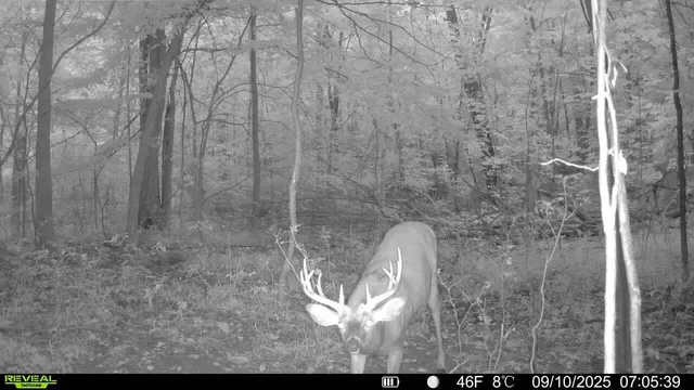 $315,000 | 13774 Shaftsburg Road, Perry, MI 48872