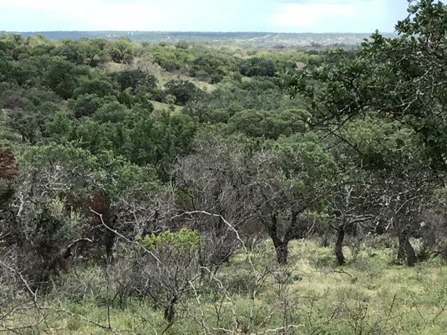17167 Mill Creek Road Mason, TX 76856 - Photo 12 of 14 a view of a forest with a tree in the background