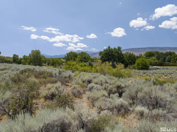 a view of a bunch of trees in a field