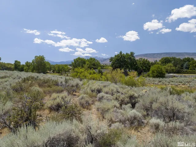 a view of a bunch of trees in a field