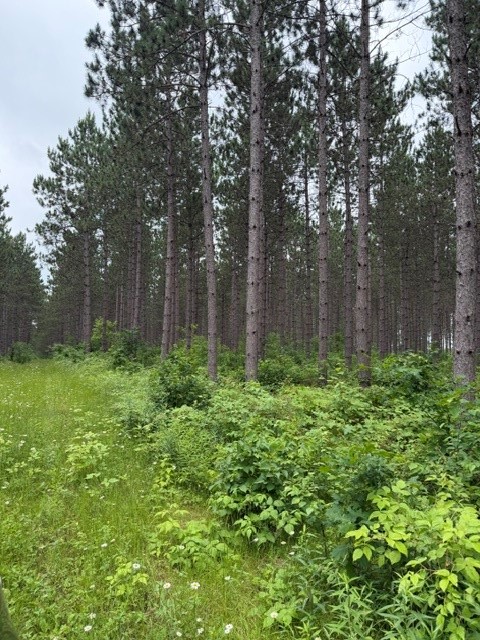 20-acres North 5th Avenue Spooner, WI 54801 - Photo 5 of 12