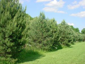 399 Poplar Springville, IN 47462 - Photo 7 of 7
