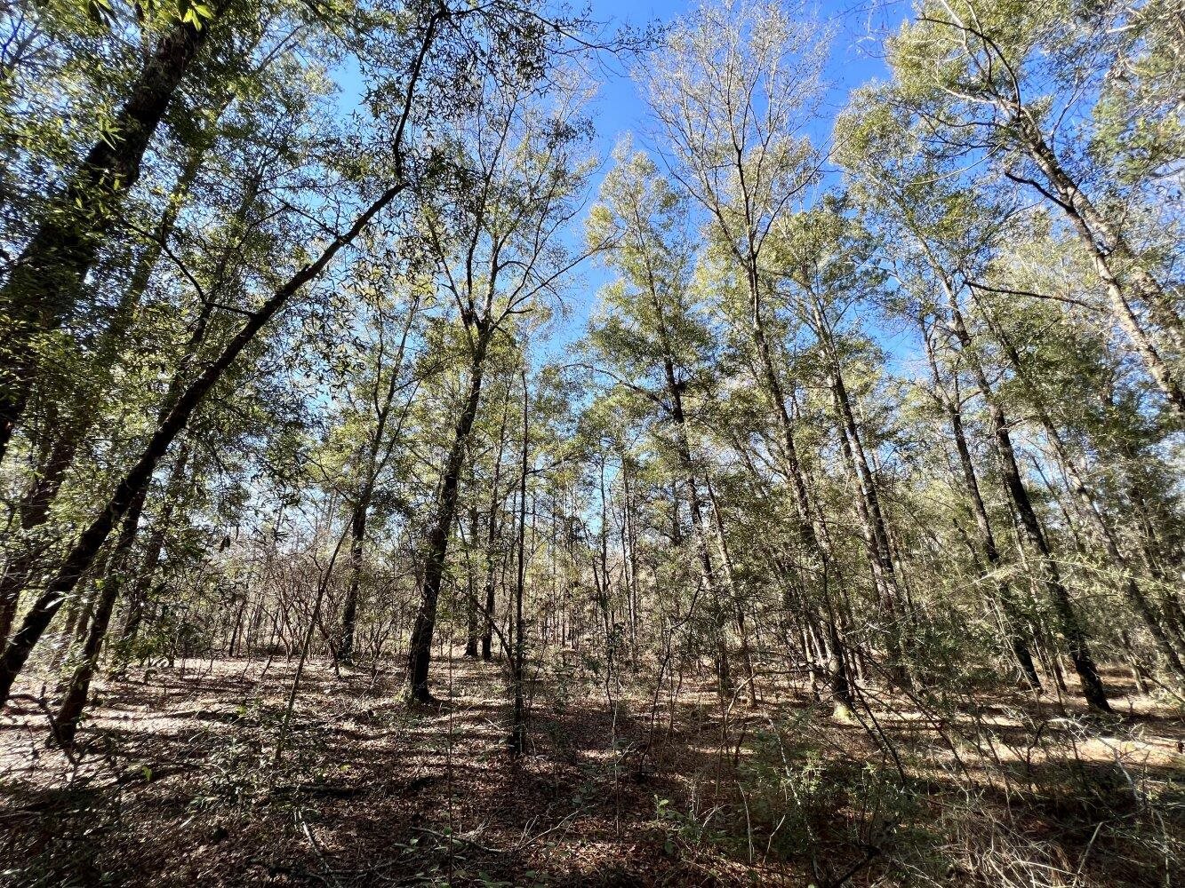 0 Dixon Road Bay Minette, AL 36507 - Photo 20 of 50