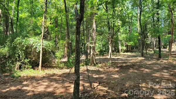 a view of a forest filled with trees