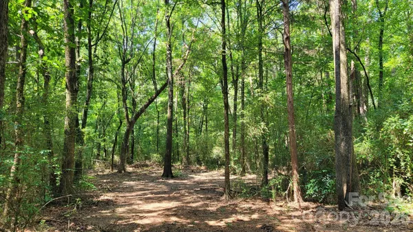a view of a forest with trees