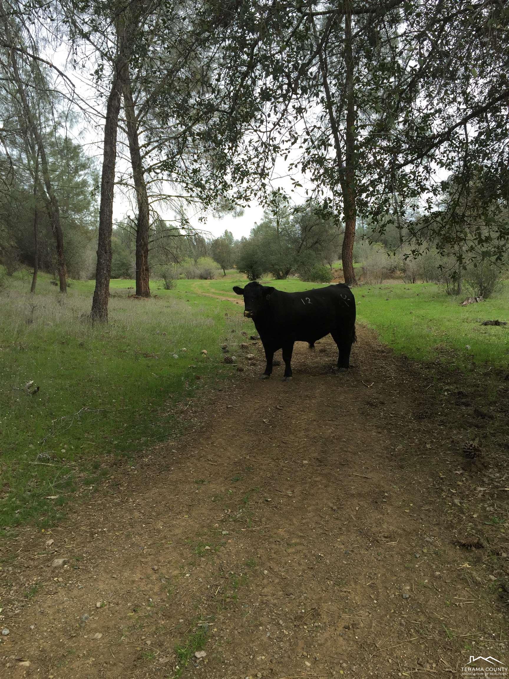 13555 Highway 36 Red Bluff, CA 96080 - Photo 13 of 27