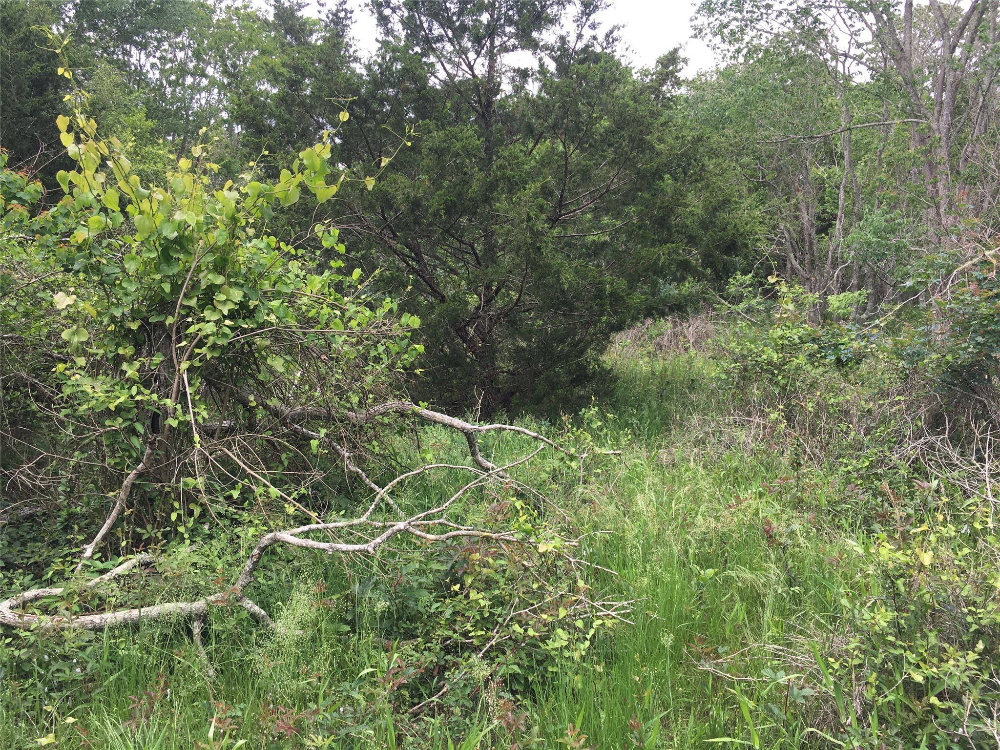a view of a lush green space
