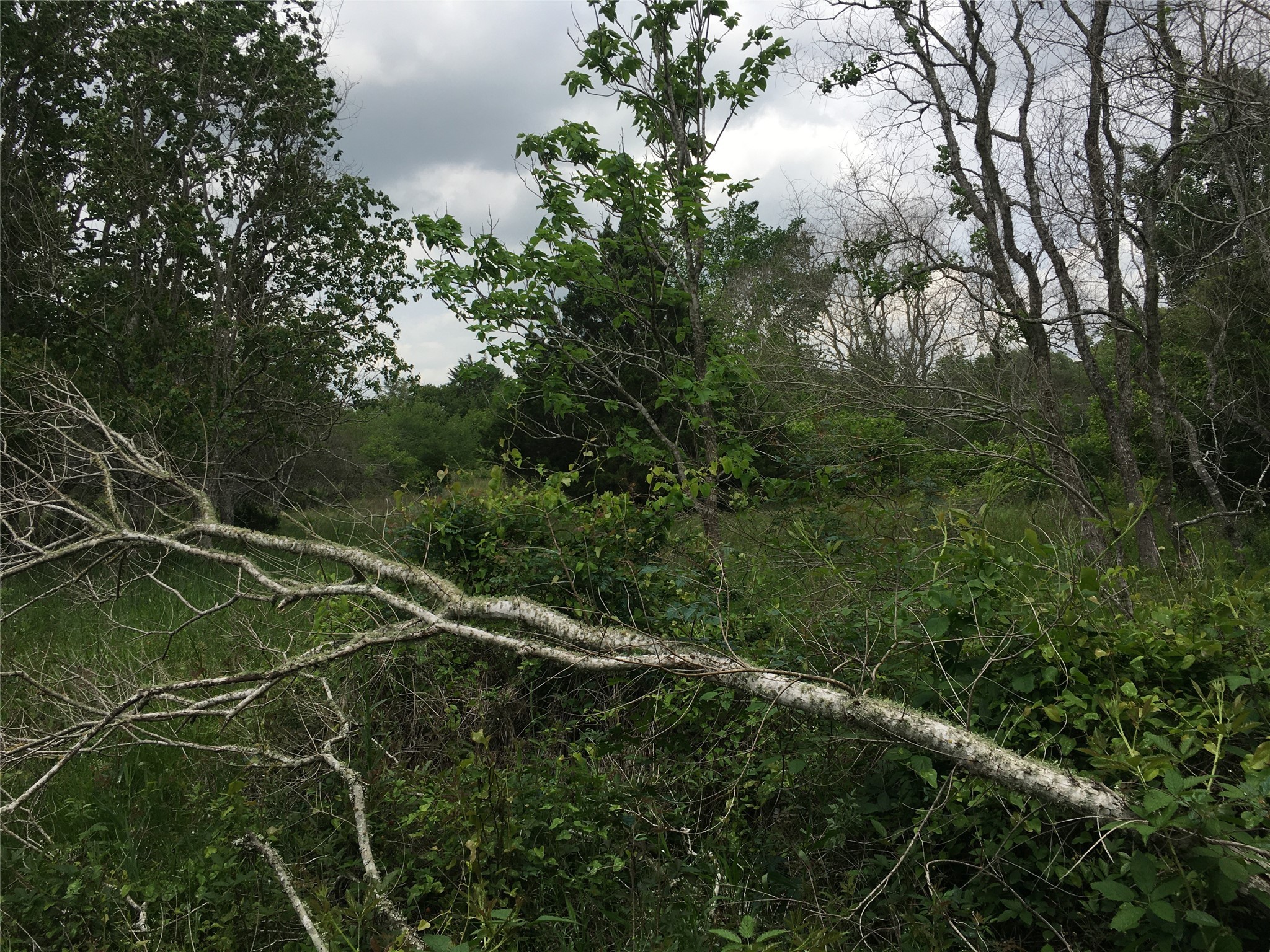 0 Donoho Street Hempstead, TX 77445 - Photo 4 of 7 a view of a field with plants and large trees