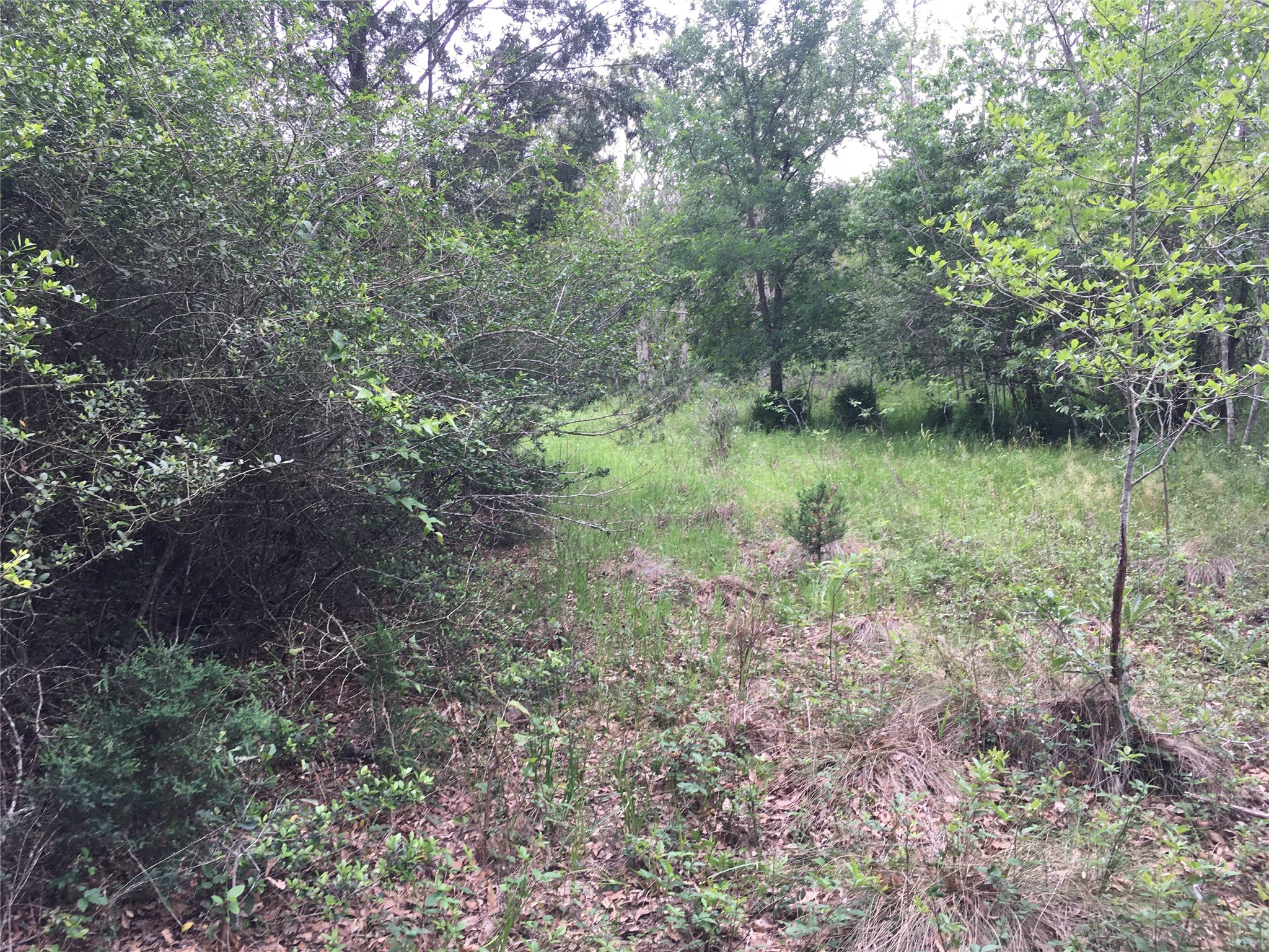 0 Donoho Street Hempstead, TX 77445 - Photo 5 of 7 a view of a lush green forest with lots of trees