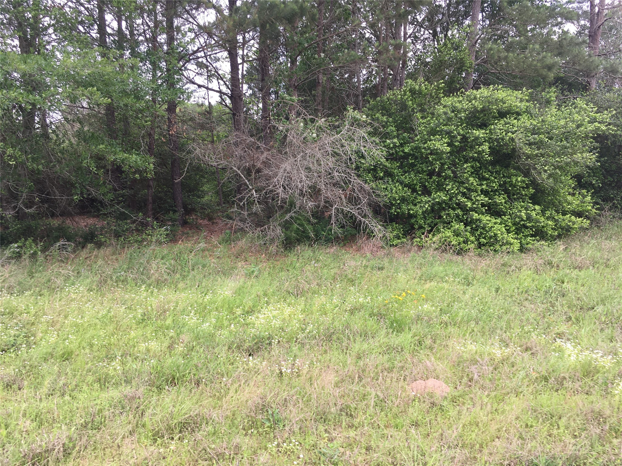 0 Donoho Street Hempstead, TX 77445 - Photo 6 of 7 a view of outdoor space and trees