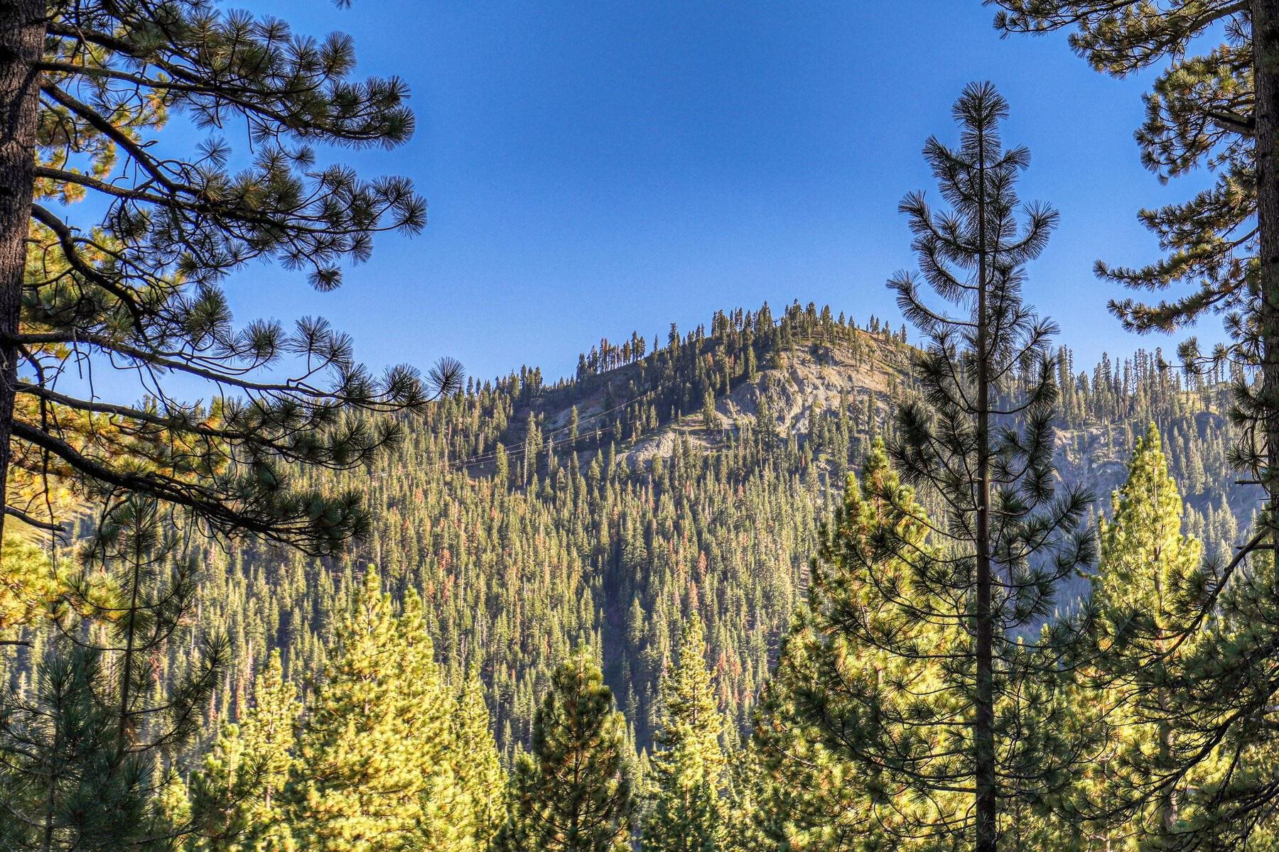 1469 Sandy Way Olympic Valley, CA 96146 - Photo 21 of 21 a view of a tree in a garden