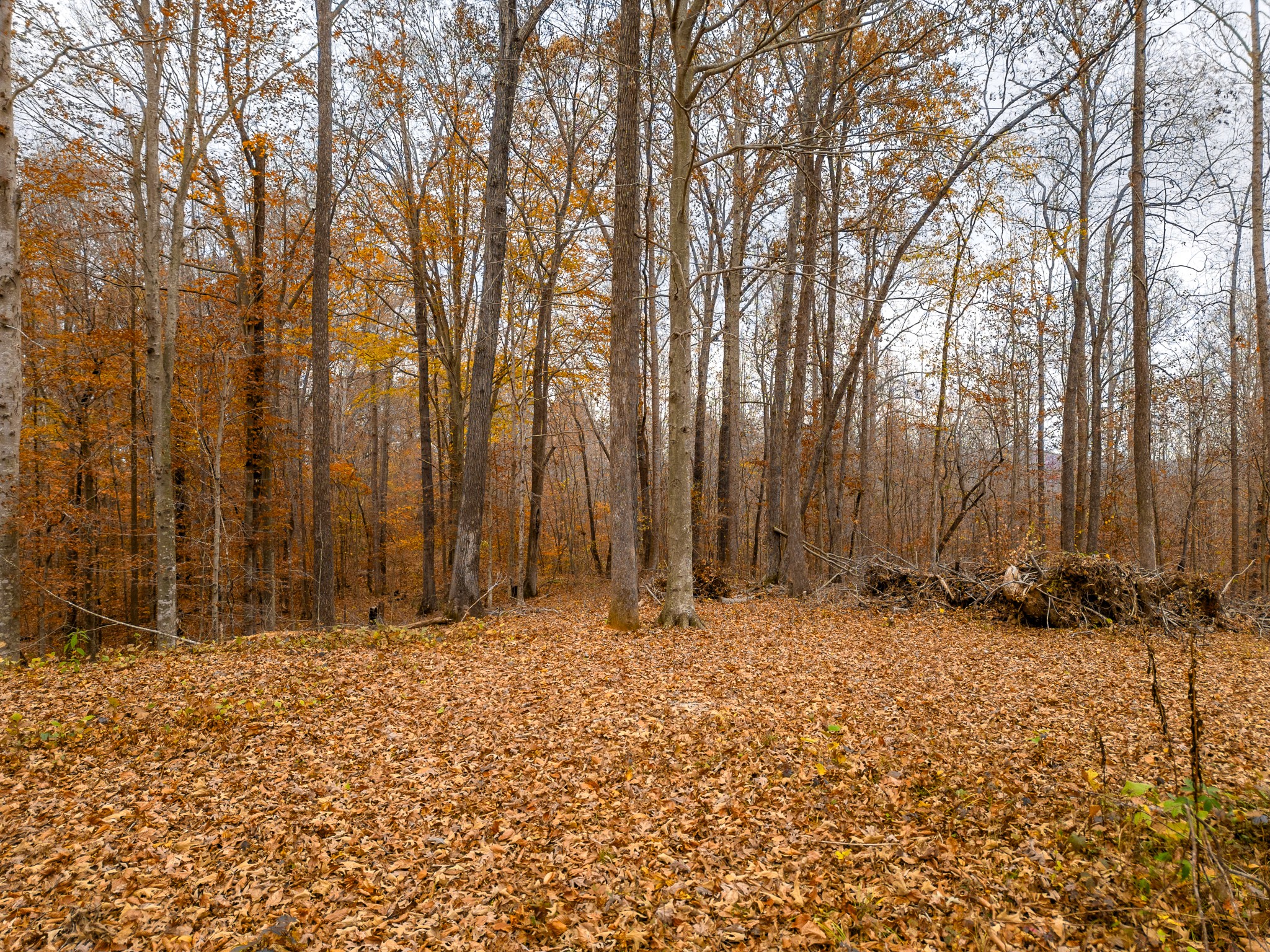 2090 Bolestown Loop Alpine, TN 38543 - Photo 6 of 13 a view of outdoor space with wooden fence