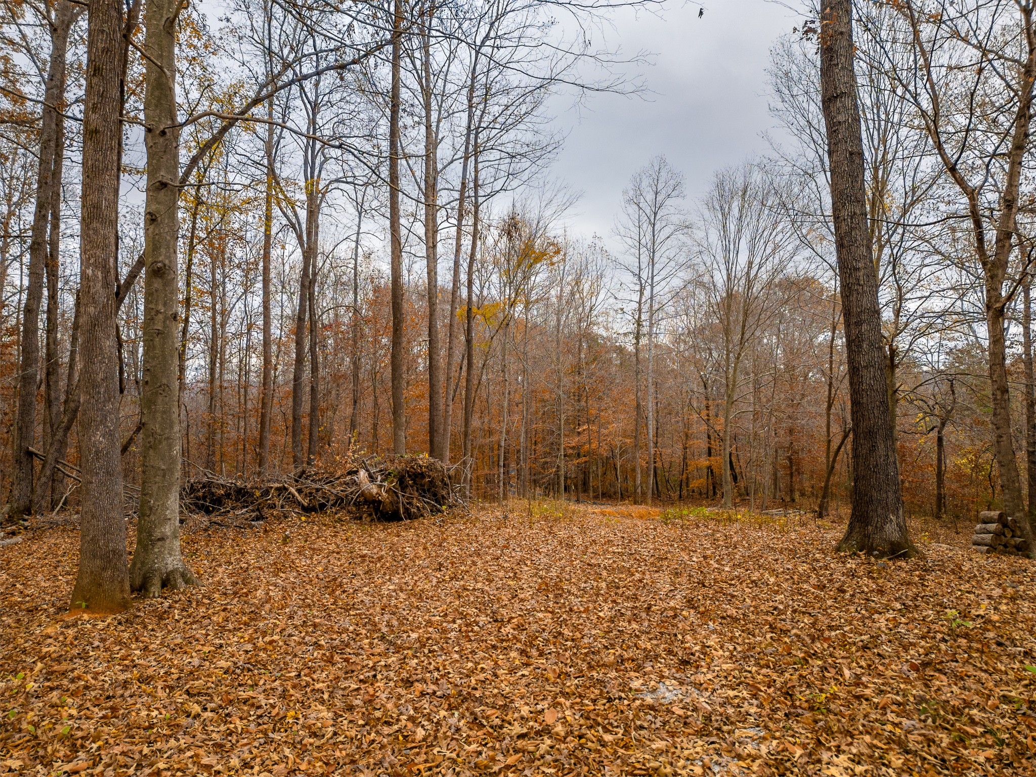 2090 Bolestown Loop Alpine, TN 38543 - Photo 8 of 13 a view of outdoor space with trees