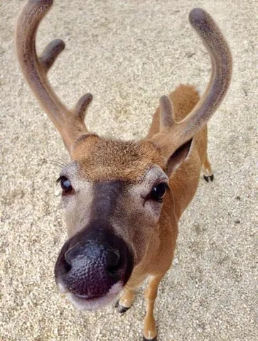 $5,800 | 3770 Park Avenue, Big Pine Key, FL 33043