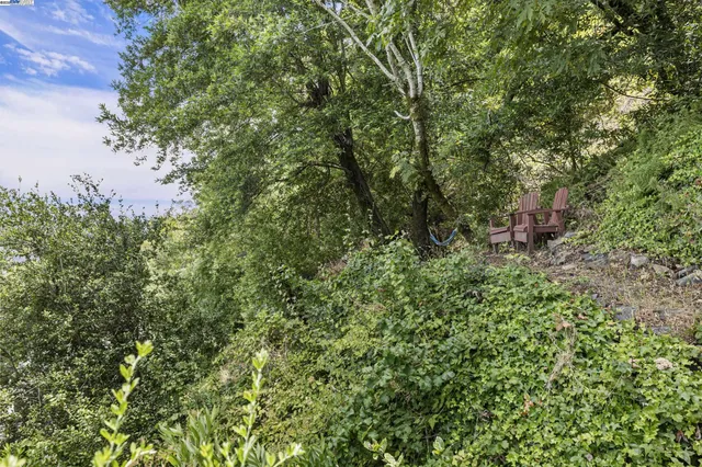 a view of a forest with a tree