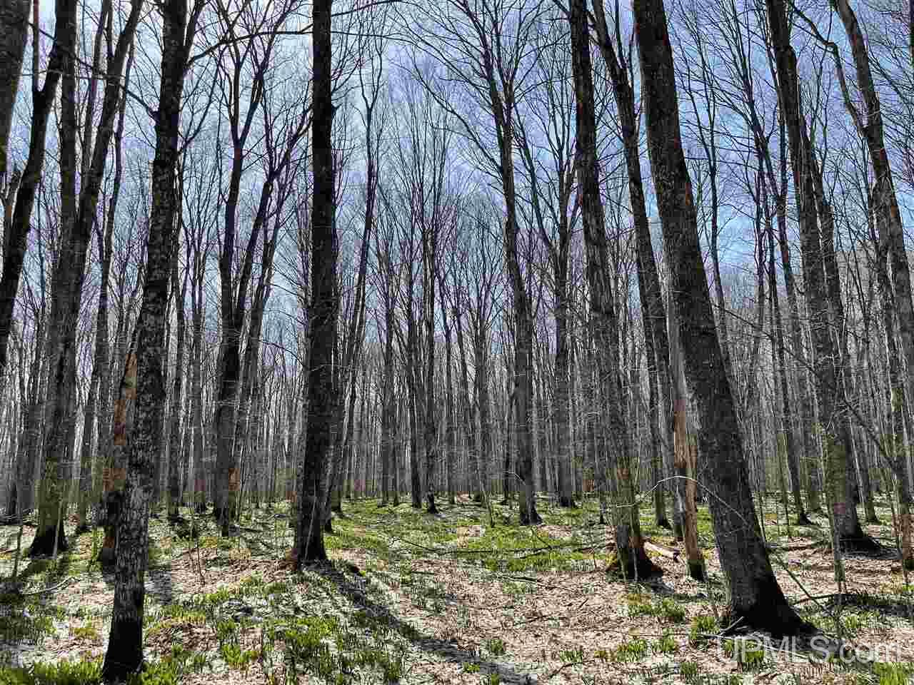 Tbd Mcgahn Road Germfask, MI 49836 - Photo 19 of 47 Gallery Image 19