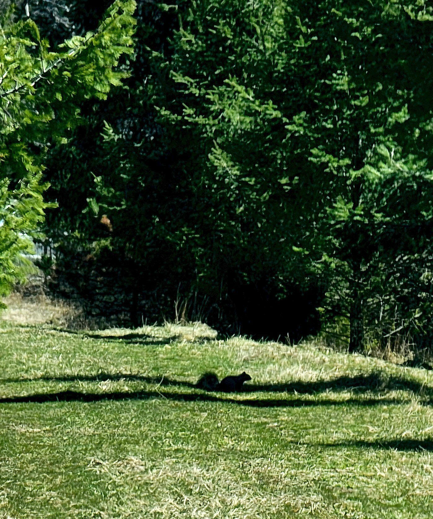 V/l Bischoff Road Arcadia, MI 49613 - Photo 11 of 16 20240406_135901