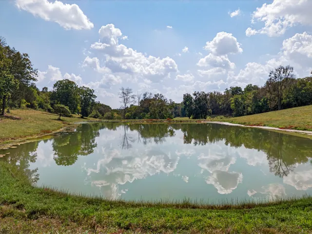 a view of a lake with a large trees