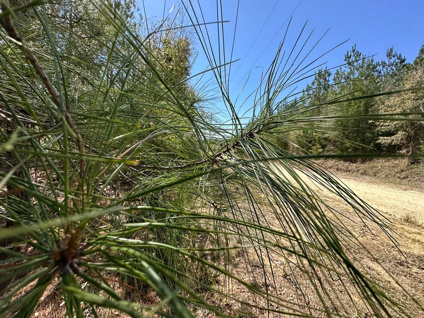 Tract#6418 Northeast Mattox Springs Road Caryville, FL 32427 - Photo 4 of 4