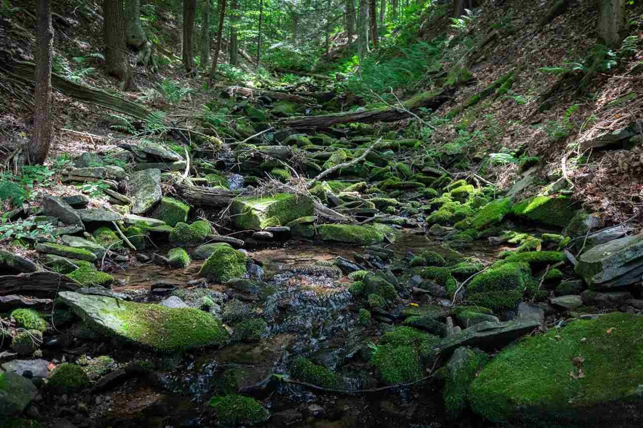 5646 Red Hill Road Claryville, NY 12725 - Photo 34 of 35 a view of a plant in a garden