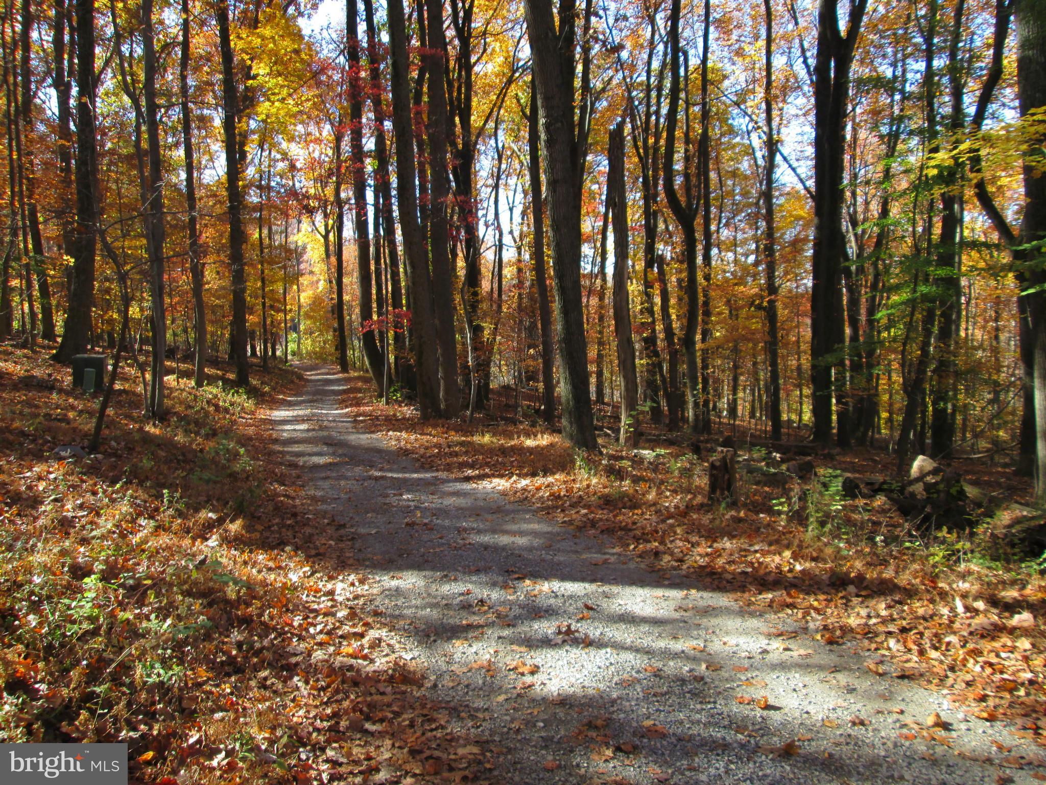 7004 Gilardi Road Boonsboro, MD 21713 - Photo 2 of 5 a row of trees with lots of trees