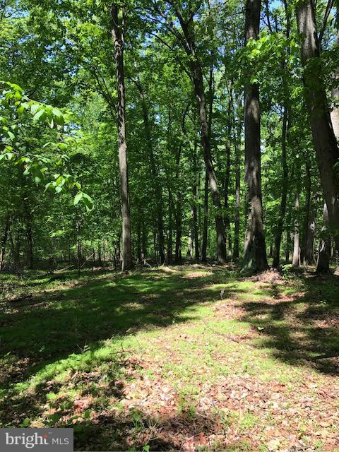 7004 Gilardi Road Boonsboro, MD 21713 - Photo 3 of 5 a view of a trees in a yard