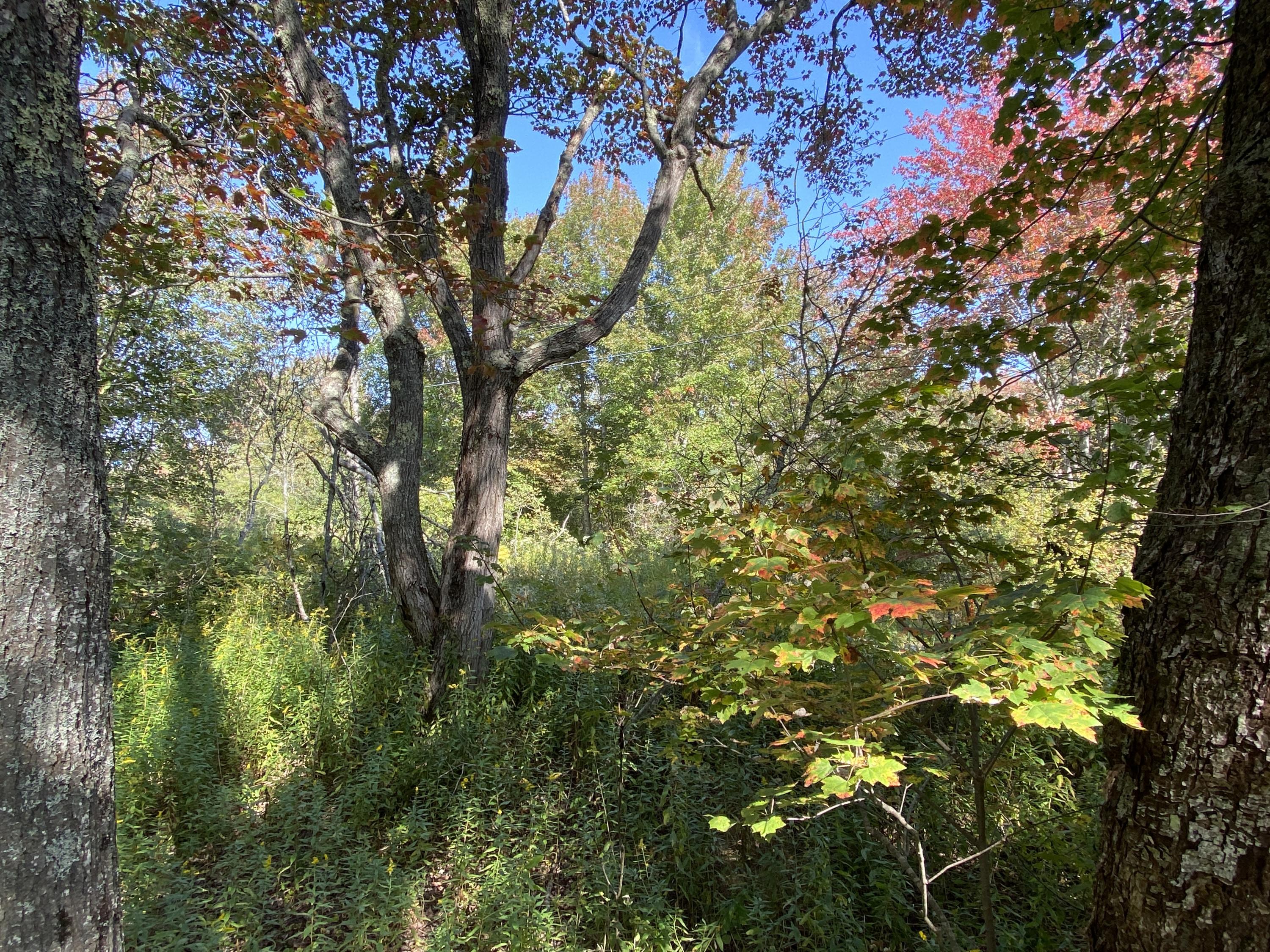 0 Beach Point Road Tenants Harbor, ME 04860 - Photo 6 of 42 Photo taken near corner