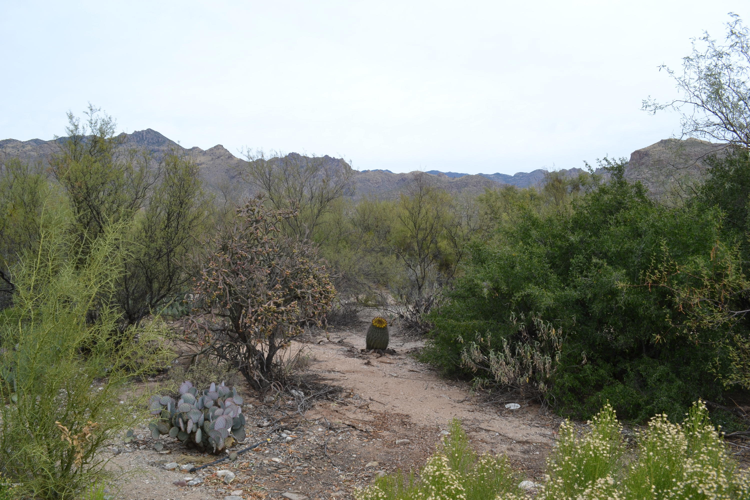 5640 North Cherokee Ridge Road Tucson, AZ 85750 - Photo 26 of 39 a view of a forest with trees in the background