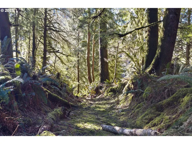 a view of outdoor space with a tree