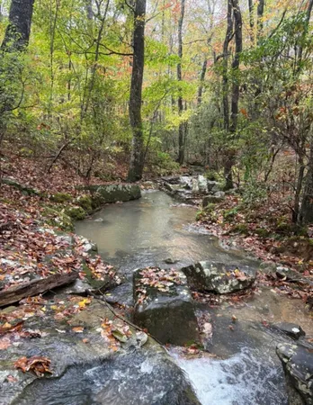 a view of a forest with trees