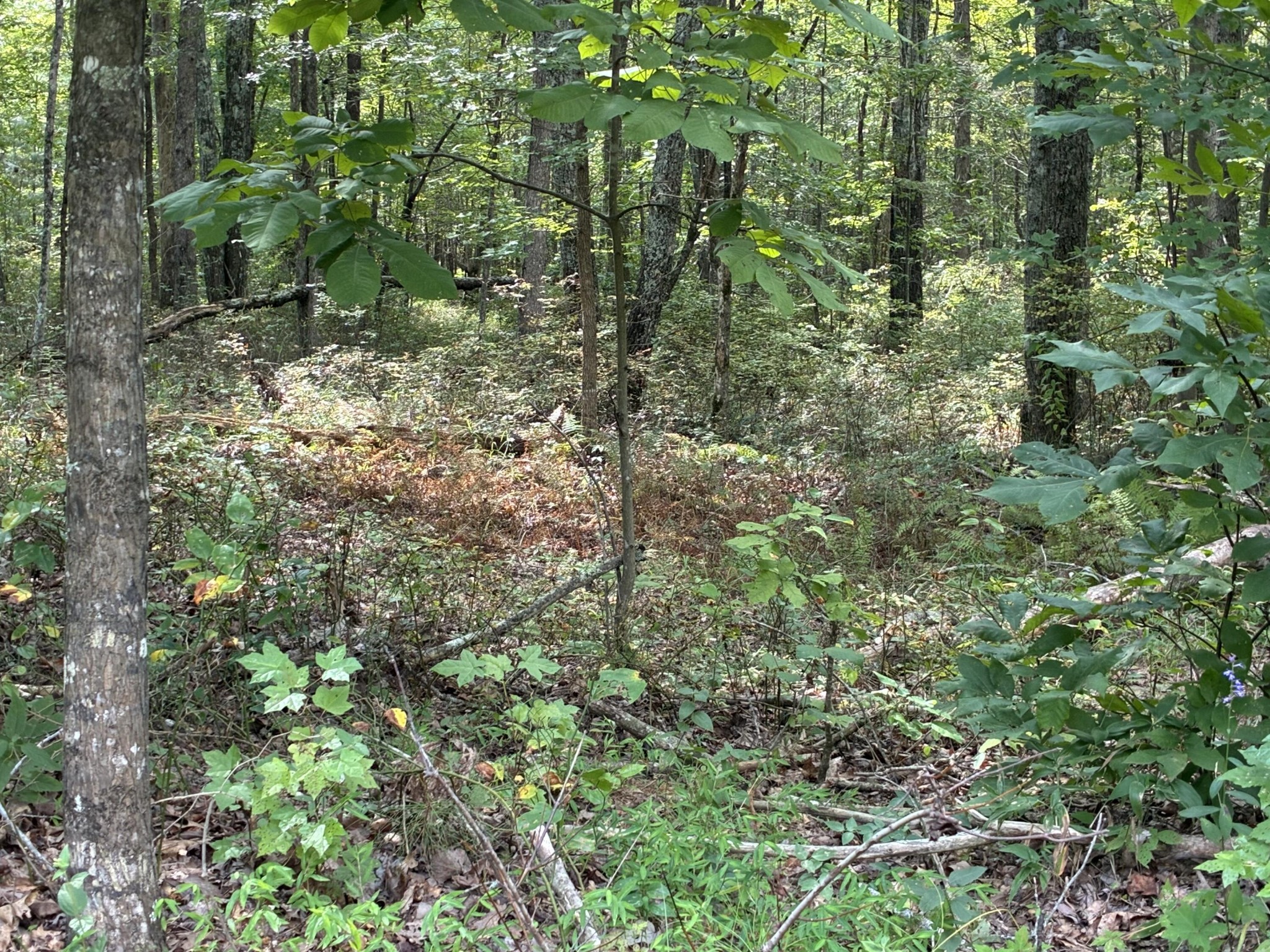 2795 Raulston Falls Drive Jasper, TN 37347 - Photo 32 of 96