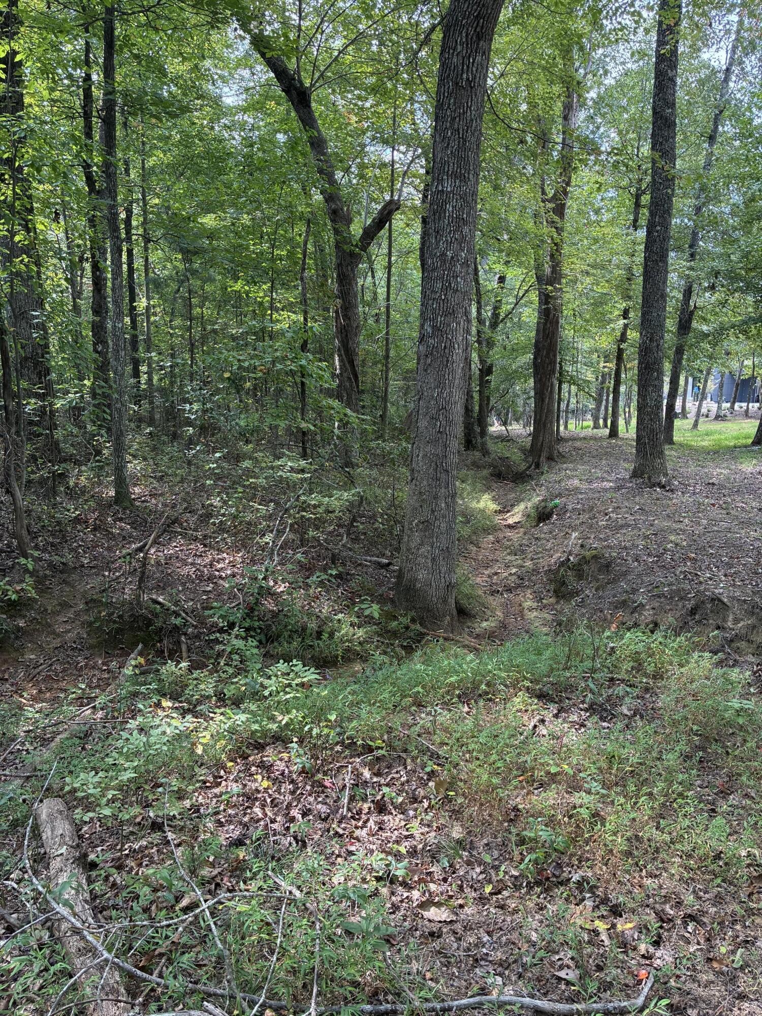 2795 Raulston Falls Drive Jasper, TN 37347 - Photo 38 of 96 a view of a forest that has large trees