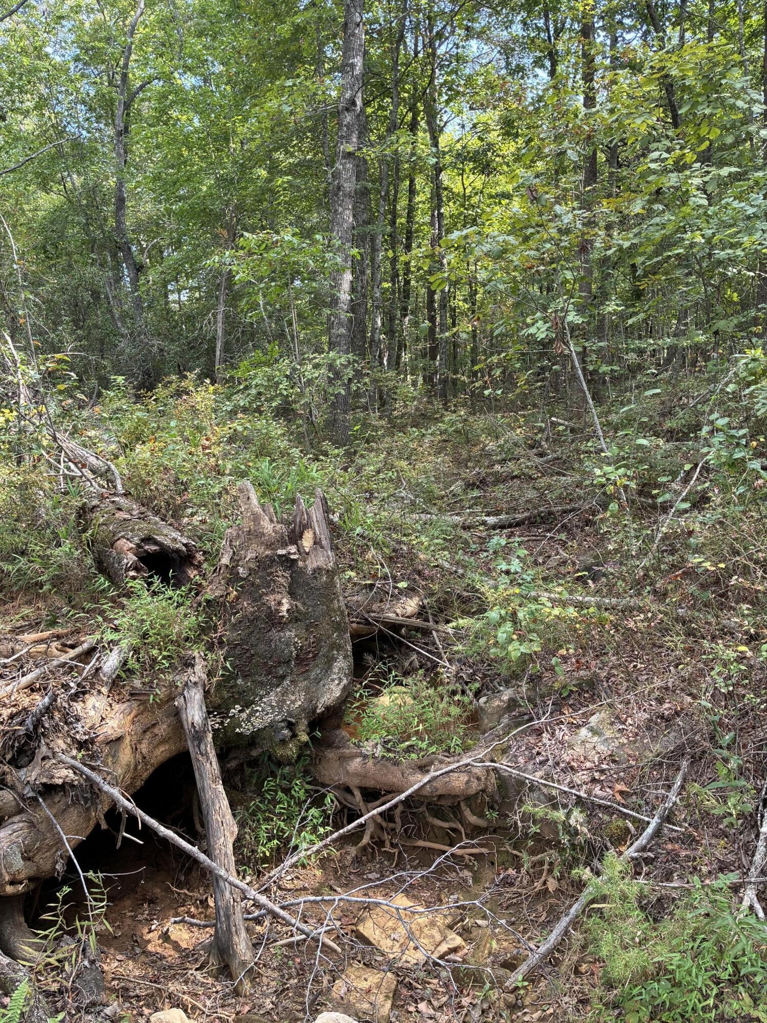 2795 Raulston Falls Drive Jasper, TN 37347 - Photo 41 of 96